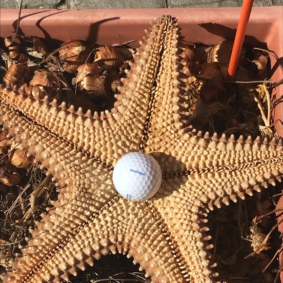 Meet your Posher, Rita - Picture 2 of 2